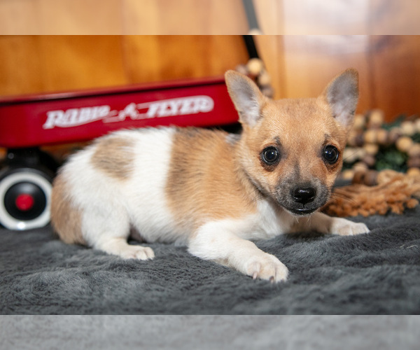 Medium Photo #2 Chihuahua Puppy For Sale in GENEVA, IN, USA