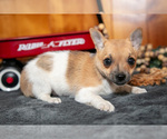 Small Photo #15 Chihuahua Puppy For Sale in GENEVA, IN, USA
