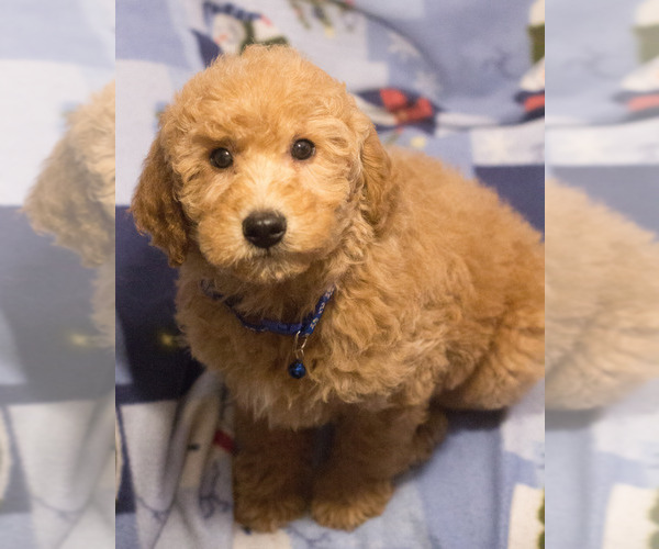 Medium Photo #4 Goldendoodle Puppy For Sale in MILWAUKEE, WI, USA