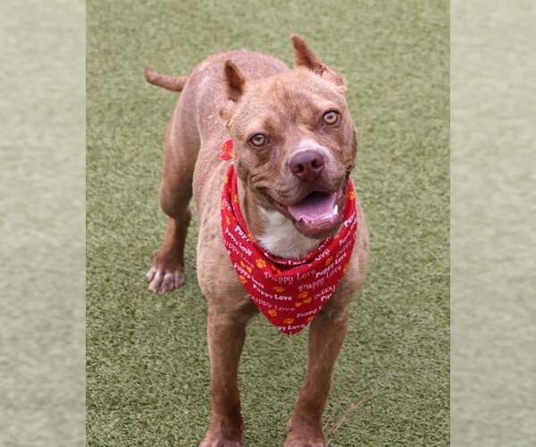 Medium Photo #10 American Pit Bull Terrier-Unknown Mix Puppy For Sale in Rockaway, NJ, USA