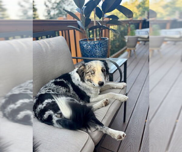 Medium Photo #5 Australian Shepherd Puppy For Sale in Sandy, UT, USA
