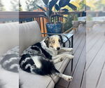 Small #4 Australian Shepherd