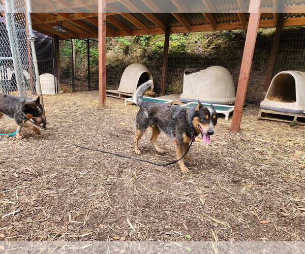 Medium Photo #2 Mutt Puppy For Sale in Paso Robles, CA, USA