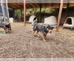 Small #1 Mutt