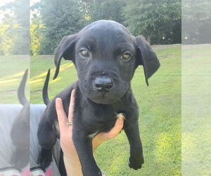 Labrador Retriever-Unknown Mix Dogs for adoption in Sanford, FL, USA