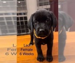 Puppy Leo Labrador Retriever-Unknown Mix