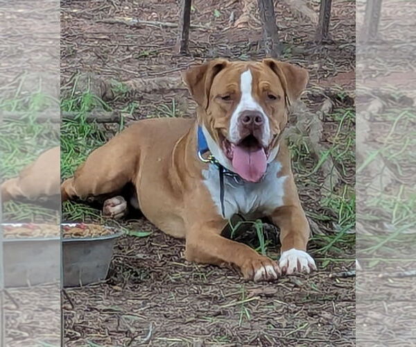 Medium Photo #1 Boxer-Unknown Mix Puppy For Sale in Milner, GA, USA