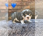 Small #4 English Bulldog