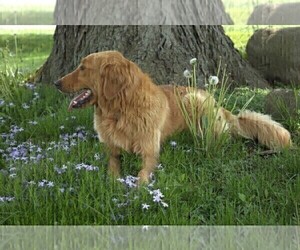 Mother of the Golden Retriever puppies born on 05/16/2023