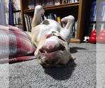 Small #60 American Pit Bull Terrier Mix