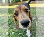 Small #2 Beagle