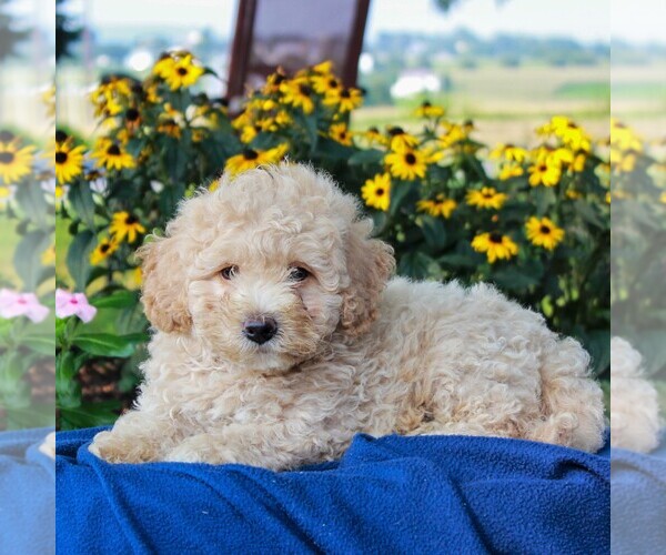 Medium Photo #3 Poochon Puppy For Sale in NARVON, PA, USA