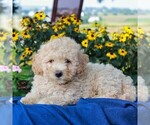 Small Photo #3 Poochon Puppy For Sale in NARVON, PA, USA