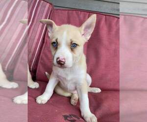 American Pit Bull Terrier-Siberian Husky Mix Puppy for sale in GLEN BURNIE, MD, USA
