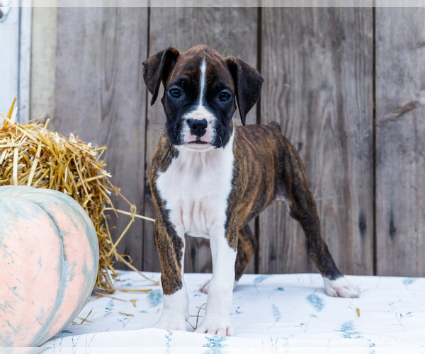 Medium Photo #10 Boxer Puppy For Sale in WAKARUSA, IN, USA