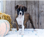 Puppy Billy Boxer