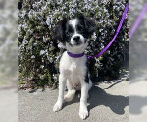 Chihuahua Dogs for adoption in Salinas, CA, USA