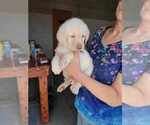 Small Photo #4 Labrador Retriever Puppy For Sale in WAGENER, SC, USA