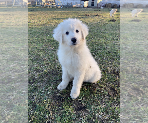 Medium Photo #1 Great Pyrenees-Maremma Sheepdog Mix Puppy For Sale in CONNEAUT, OH, USA