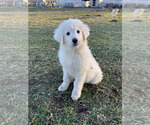 Small Photo #1 Great Pyrenees-Maremma Sheepdog Mix Puppy For Sale in CONNEAUT, OH, USA