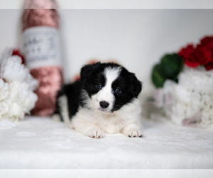 Border Collie Puppy for sale in CONWAY, MO, USA