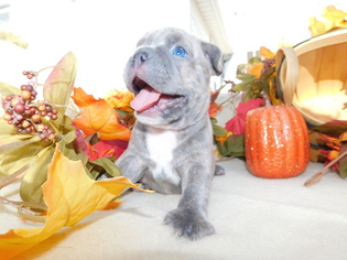 Faux Frenchbo Bulldog Puppy for sale in STRASBURG, OH, USA