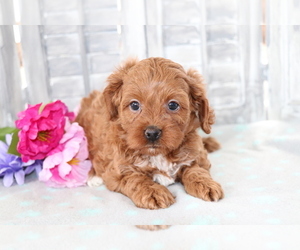 Cavapoo Puppy for sale in SHILOH, OH, USA