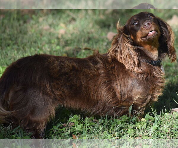 Medium Photo #8 Dachshund Puppy For Sale in Shelbyville, TN, USA