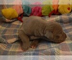 Small Photo #135 Great Dane Puppy For Sale in SPRAGGS, PA, USA