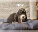 Puppy Steve Basset Hound