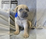 Puppy Casper Cane Corso