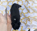 Small Photo #10 Miniature Australian Shepherd Puppy For Sale in BUSH, LA, USA