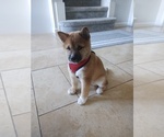 Small Photo #12 Shiba Inu Puppy For Sale in SAN JOSE, CA, USA