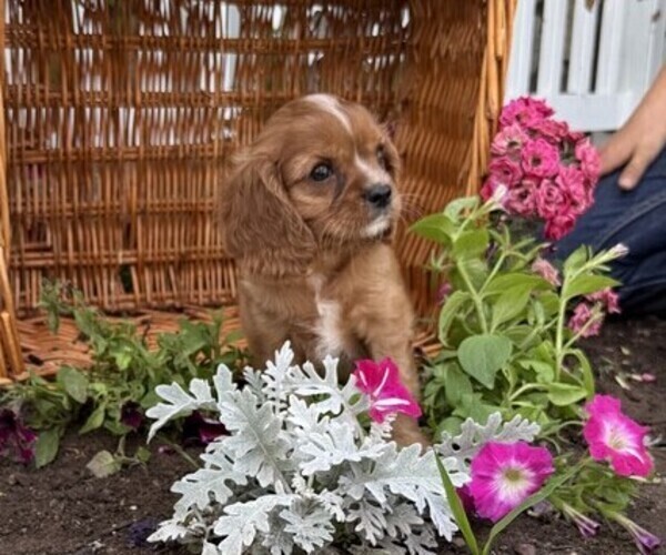 Medium Photo #2 Cavalier King Charles Spaniel Puppy For Sale in THORP, WI, USA