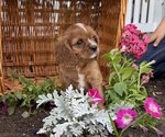 Small #1 Cavalier King Charles Spaniel