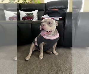 Mother of the American Bully puppies born on 09/25/2022