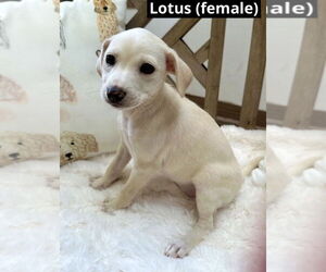 Mutt Dogs for adoption in Oak Bluffs, MA, USA