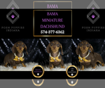 Puppy Bama Dachshund