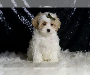 Medium Maltipoo (Miniature)