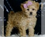 Small #1 Maltipoo