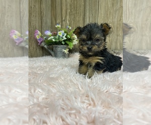 Morkie Puppy for sale in MYRTLE, MO, USA