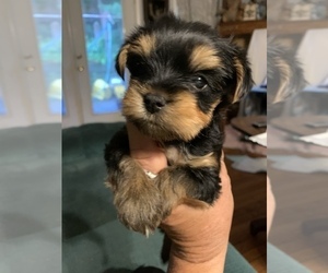 Yorkshire Terrier Puppy for sale in BERKELEY SPGS, WV, USA