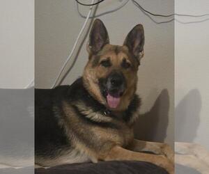 German Shepherd Dog-Unknown Mix Dogs for adoption in Incline Village, NV, USA