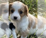 Puppy Eavenly Cavachon-Cavalier King Charles Spaniel Mix