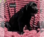 Small #7 Cane Corso