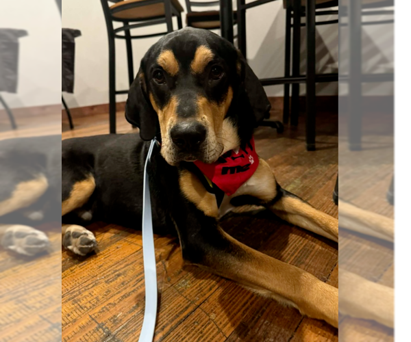 Medium Photo #5 Mutt Puppy For Sale in Springdale, PA, USA