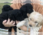 Small Photo #5 Labradoodle-Poodle (Standard) Mix Puppy For Sale in EMMITSBURG, MD, USA