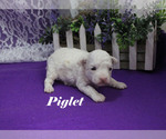 Small #8 Poodle (Toy)