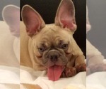 Small Photo #20 French Bulldog Puppy For Sale in HOUSTON, TX, USA
