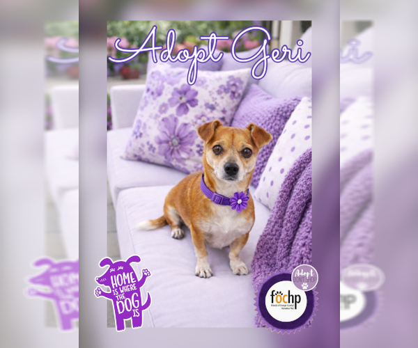 Medium Photo #1 Chihuahua Puppy For Sale in Menifee, CA, USA